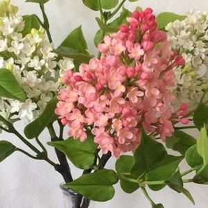 Meet your Posher, Nata